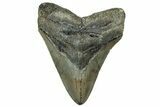 Serrated, Fossil Megalodon Tooth - North Carolina #319919-1